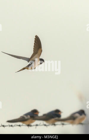 Un grand groupe de l'hirondelle rustique (Hirundo rustica) de nourriture et la chasse aux insectes et prendre leur repos occasionnelles sur leurs tours. Banque D'Images