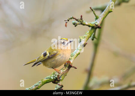 Bird Goldcrest (Regulus regulus) à travers les branches des arbres et bush Banque D'Images