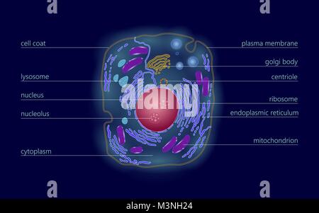 La structure de la cellule animale sciences de l'éducation. 3d Microscope noyau eucaryote Technologie de médecine d'organite analyse. Couleur brillant modèle d'affiche biologie ligne isolés vector illustration Illustration de Vecteur