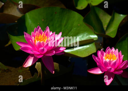 Deux ou plusieurs rose Eau Lillies en fleur Banque D'Images