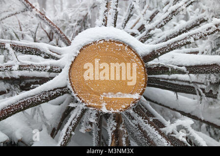 Close-up d'un arbre abattu en hiver. Banque D'Images