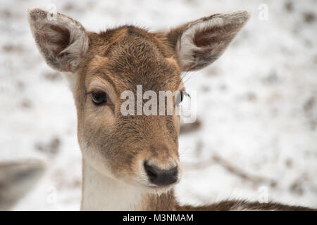 Close-up d'un chef de la Deer Banque D'Images