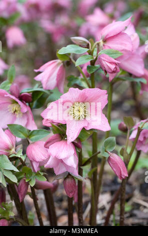 Helleborus Walberton Huis's 'Walhero Romarin' fleurs. Banque D'Images