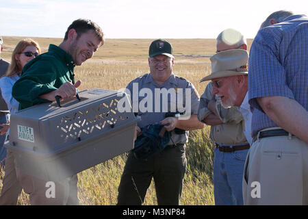 Black-footed Ferret Festival. Badlands National Park a commémoré la redécouverte de putois d'Amérique dans la nature avec un Festival des furets. Banque D'Images