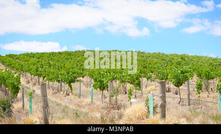 Drone aérienne de la Barossa Valley, région viticole importante de l'Australie du Sud, vue sur des rangées de vignes et de paysage pittoresque. Banque D'Images