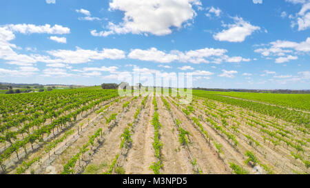 Drone aérienne de la Barossa Valley, région viticole importante de l'Australie du Sud, vue sur des rangées de vignes et de paysage pittoresque. Banque D'Images