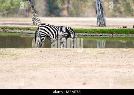 Zebra est le seul près de l'étang, manger l'herbe dans une nature sauvage. Banque D'Images