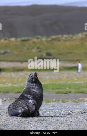 Cute hot fur seal trône fièrement sur la plage rocheuse profondeur de champ à l'arrière-plan la montagne de l'île de Géorgie du Sud Banque D'Images