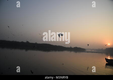 Des centaines de migrateurs Oiseaux Mouette Sibérie volent le matin avec le lever du soleil à Banque Yamuna river, Delhi, Inde, Asie Banque D'Images