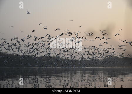 Des centaines de migrateurs Oiseaux Mouette Sibérie volent le matin avec le lever du soleil à Banque Yamuna river, Delhi, Inde, Asie Banque D'Images