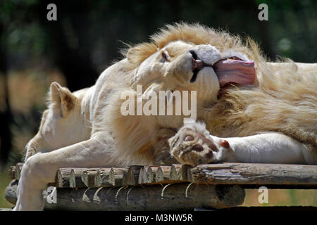 White lions (Panthera leo Krugeri) dormant au Parc du Lion Drakenstein dans Klapmuts, Province de Western Cape, Afrique du Sud. Banque D'Images