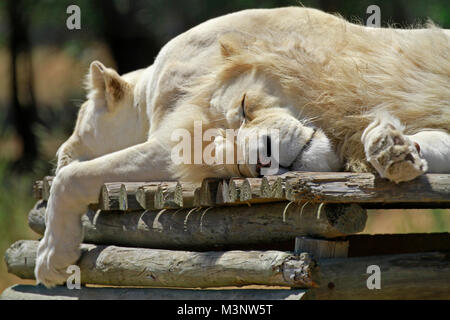 White lions (Panthera leo Krugeri) dormant au Parc du Lion Drakenstein dans Klapmuts, Province de Western Cape, Afrique du Sud. Banque D'Images