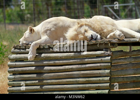 White lions (Panthera leo Krugeri) dormant au Parc du Lion Drakenstein dans Klapmuts, Province de Western Cape, Afrique du Sud. Banque D'Images