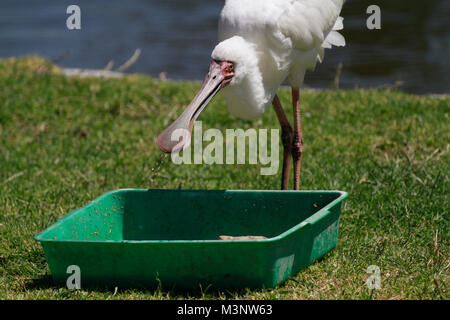 Spatule d'Afrique (Platalea alba) alimenté à Chimp Haven dans le parc du Lion Drakenstein, Klapmuts, Afrique du Sud. Banque D'Images