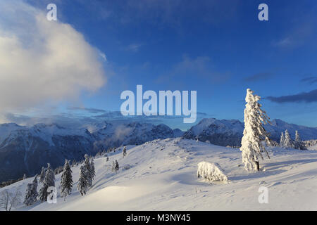 Pins gelés solitaire sur une montagne couverte de neige avec superbe vue, Velika planina, la Slovénie. Banque D'Images