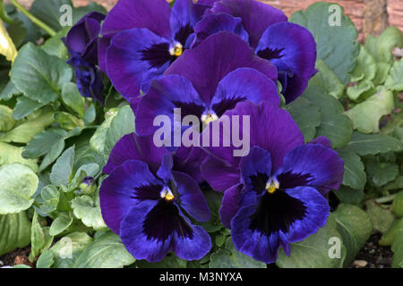Fleurs violettes et bleues comestibles de winter-flowering pensées. Banque D'Images
