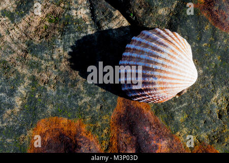 Sea Shell en plein soleil sur le dessus de la rouille et un pilier en bois recouverte d'algues Banque D'Images