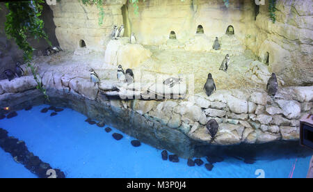 Des pingouins dans le zoo de Dubaï. Émirats arabes unis. Banque D'Images