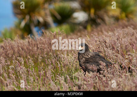 Caracara strié (Phalcoboenus australis) dans un pré sur l'île de la carcasse dans les îles Falkland. Banque D'Images