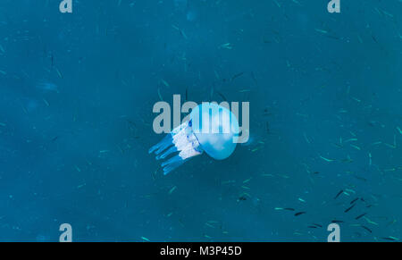 Belles méduses bleues dans l'eau bleu mer avec peu de fond de poisson Banque D'Images