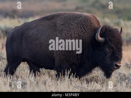 American Buffalo promenades à travers champ dans la fin de l'été Banque D'Images