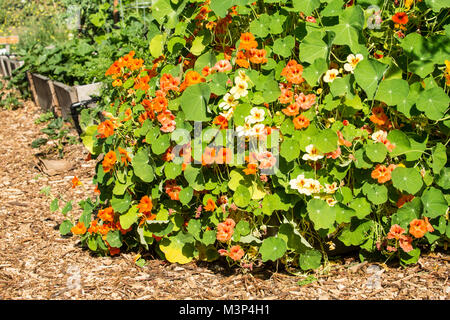 Les Capucines déborder leur maison dans un jardin dans un jardin à Issaquah, Washington, USA. Toutes les parties de Tropaeolum majus sont comestibles. Banque D'Images