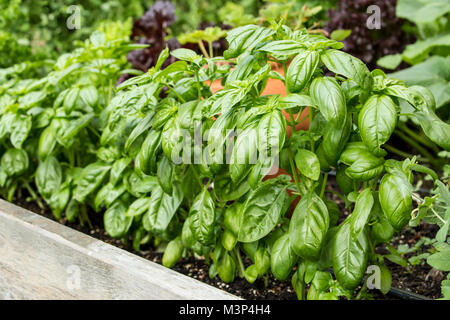 Basilic Genovese plantes poussant dans un jardin en été surélevée Issaquah, Washington, USA. Il est l'un des plus populaires basilics à usage culinaire, Banque D'Images
