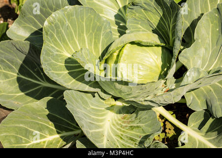 Chou avec une tête prêt pour la récolte, dans un jardin à Issaquah, Washington, USA. Basic. Solide. Compact. De longue durée. L'utiliser dans les salades et chou Banque D'Images