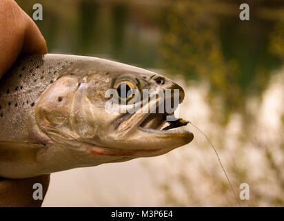 Une truite fardée pris avec un certain nombre de mouches 3 le traité de pêche avec un angle, d'avril, la pierre volée, sur Moose Lake, Montana Banque D'Images