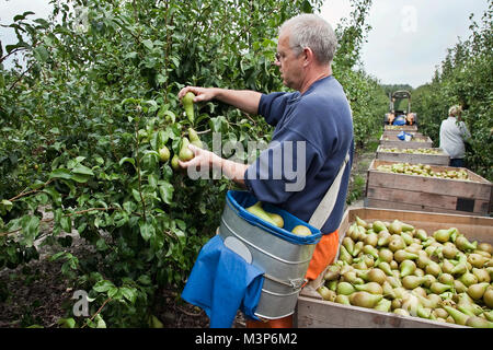 La récolte de poires mûres homme le poirier dans le verger ou le jardin aux Pays-Bas Banque D'Images