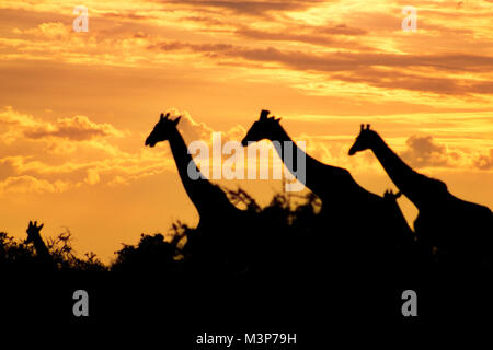 Les Girafes balade au coucher du soleil, d'Olduvai en Tanzanie Banque D'Images