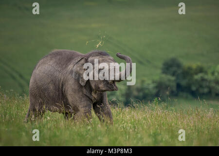 Le pâturage de l'éléphant d'Asie dans un champ à ZSL zoo de Whipsnade Banque D'Images