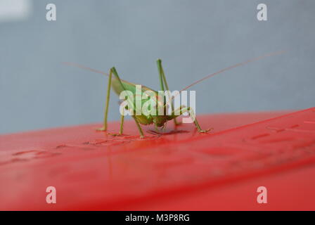 Sauterelle verte se trouve sur une tête rouge et l'air dans l'appareil photo Banque D'Images