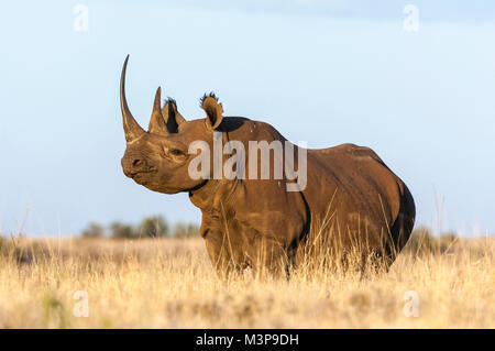 Sous-espèces d'Afrique de l'Est de la black rhino, Diceros bicornis michaeli, au Lewa Downs Conservancy. Aujourd'hui très en danger à cause de la chasse illégale Banque D'Images