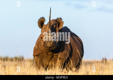 Sous-espèces d'Afrique de l'Est de la black rhino, Diceros bicornis michaeli, au Lewa Downs Conservancy. Aujourd'hui très en danger à cause de la chasse illégale Banque D'Images