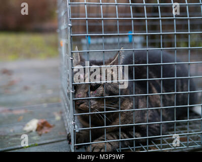 Un maltraité feral cat capturés par l'animal rescue en Suède Banque D'Images