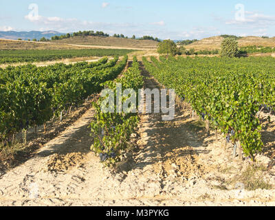 Paysage panoramique d'un domaine viticole à Logroño, dans la région espagnole de La Rioja, célèbre pour sa production de vin. Espagne Banque D'Images