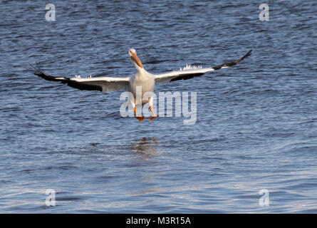 Pélican blanc (Pelecanus erythrorhynchos) l'atterrissage sur l'eau, fleuve du Mississippi, de l'Iowa Banque D'Images