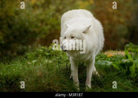 Artic White wolf contre collection automne background Banque D'Images