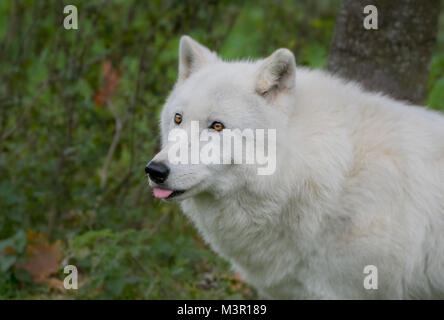 Artic White wolf contre collection automne background Banque D'Images