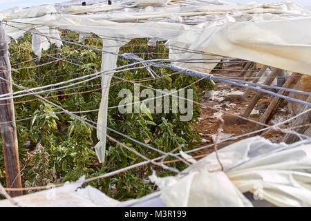 Regarder à travers les feuilles déchirées dans une serre plastique à El Ejido, Almeria, Espagne Banque D'Images