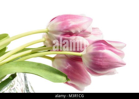 Magnifique bouquet délicat de tulipes roses avec une bordure blanche sur fond blanc Banque D'Images