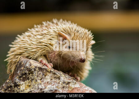 Le Tenrec sur un rocher Banque D'Images