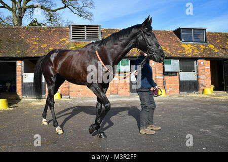 Corton noir est exhibé lors de la visite de Paul Nicholls stable' cour à Manor Farm Stables, Ditcheat. Banque D'Images