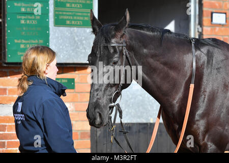 Corton noir est exhibé lors de la visite de Paul Nicholls stable' cour à Manor Farm Stables, Ditcheat. Banque D'Images