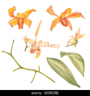 Fleur de Singapour, Illustration de Saleha Fleurs. La fleur nationale de Singapour. Dessiné à la main à l'Aquarelle orchidée orange isolé sur fond blanc. Illustration botanique réaliste. Banque D'Images