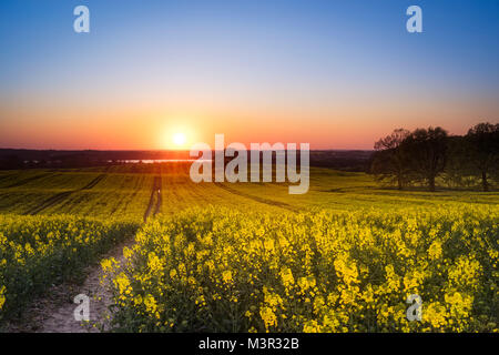 Un champ de canola en pleine floraison Banque D'Images