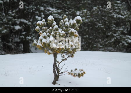 Little Pine couvertes par shine blanc neige rester seule sur la colline en froide journée d'hiver Banque D'Images