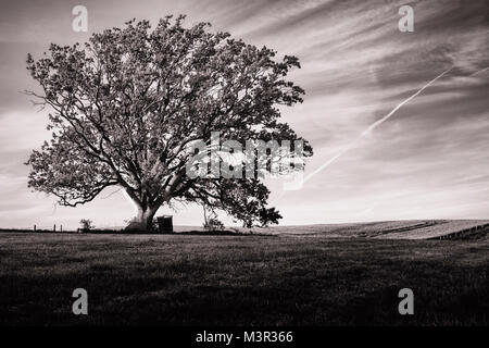 Arbres sur un champ dans le Schleswig-Holstein. Les nuages et le ciel. Banque D'Images