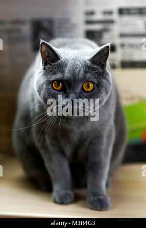 Portrait d'un chat à la maison britannique bleu. Banque D'Images